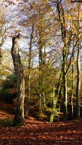 Picture from an autumn walk in Dorset woodland