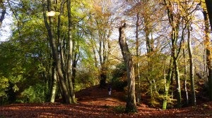 Picture from an autumn walk in Dorset woodland