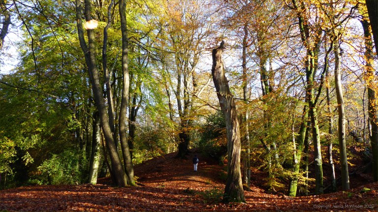 Picture from an autumn walk in Dorset woodland