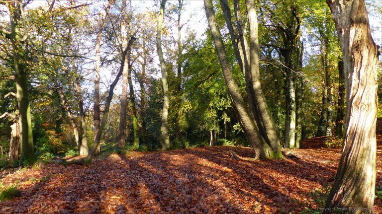 Picture from an autumn walk in Dorset woodland