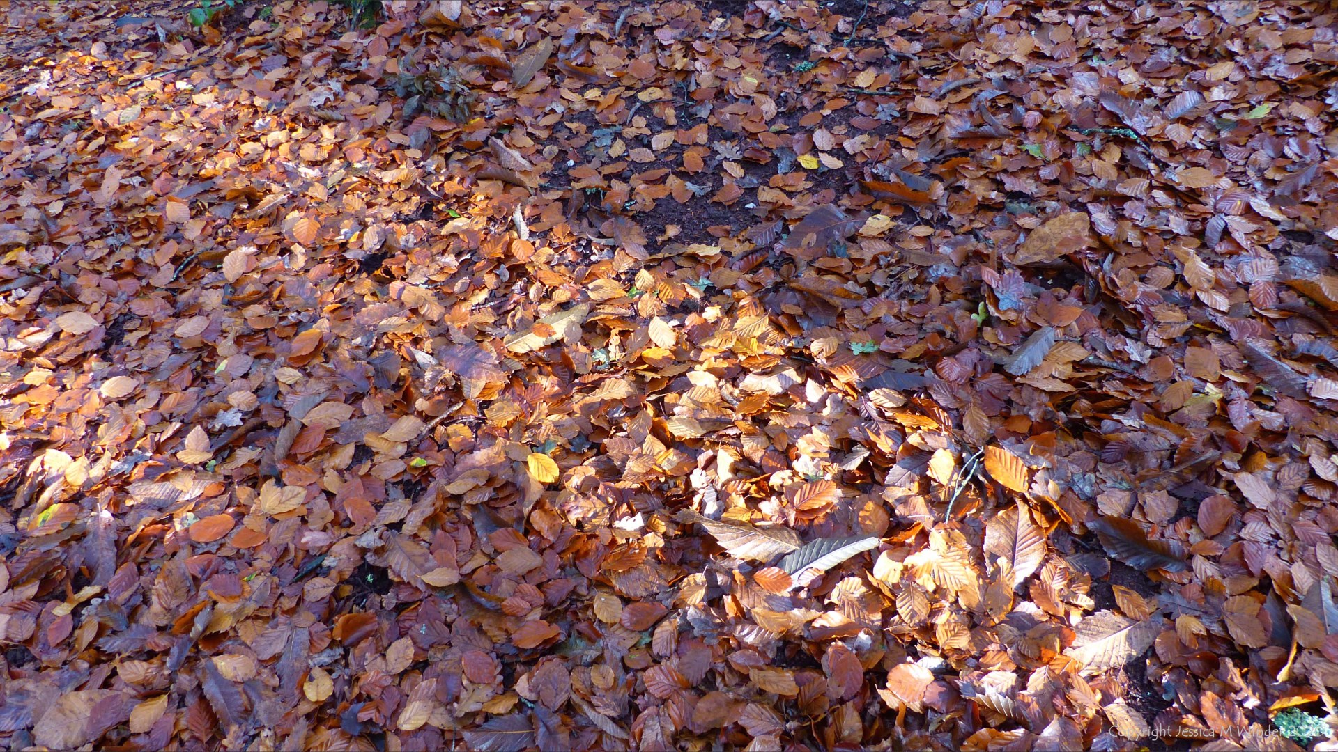 Picture from an autumn walk in Dorset woodland