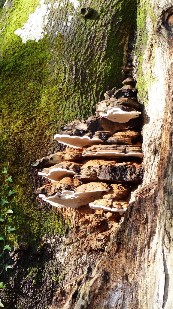 Picture from an autumn walk in Dorset woodland