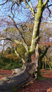 Picture from an autumn walk in Dorset woodland