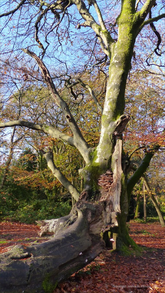 Picture from an autumn walk in Dorset woodland