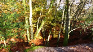 Picture from an autumn walk in Dorset woodland