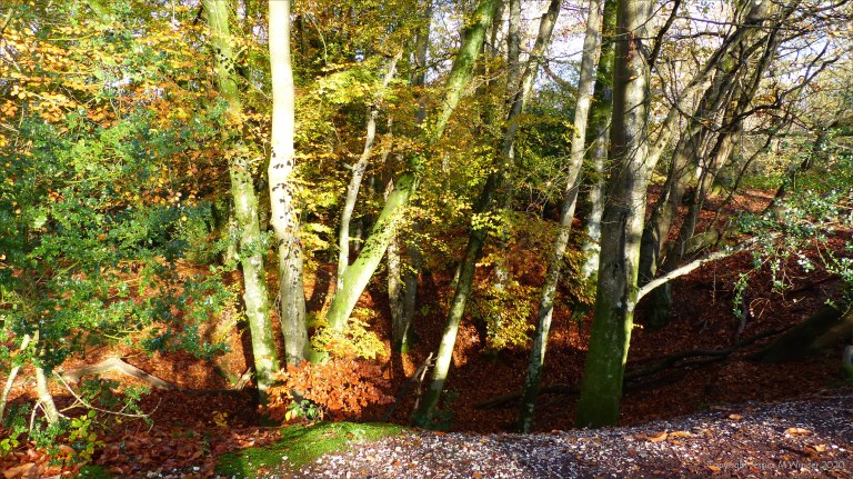 Picture from an autumn walk in Dorset woodland