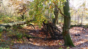 Picture from an autumn walk in Dorset woodland