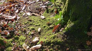 Picture from an autumn walk in Dorset woodland
