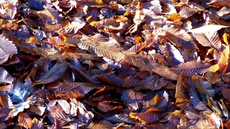 Picture from an autumn walk in Dorset woodland
