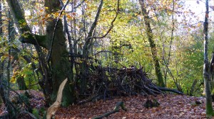 Picture from an autumn walk in Dorset woodland