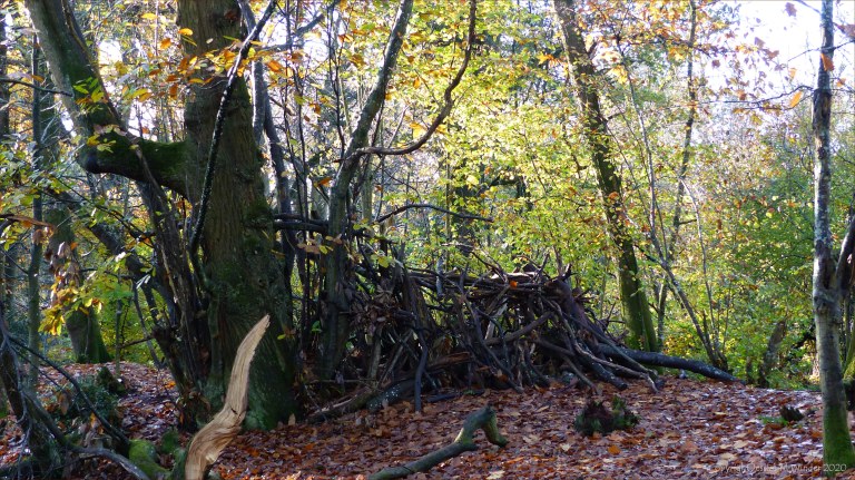 Picture from an autumn walk in Dorset woodland