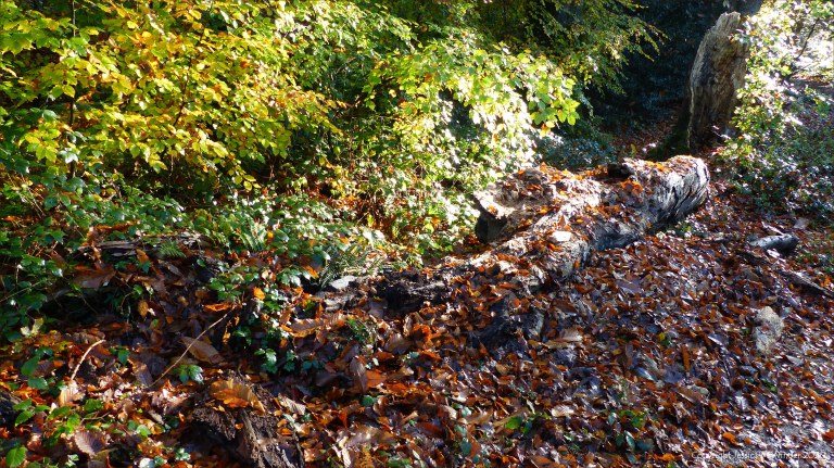 Picture from an autumn walk in Dorset woodland