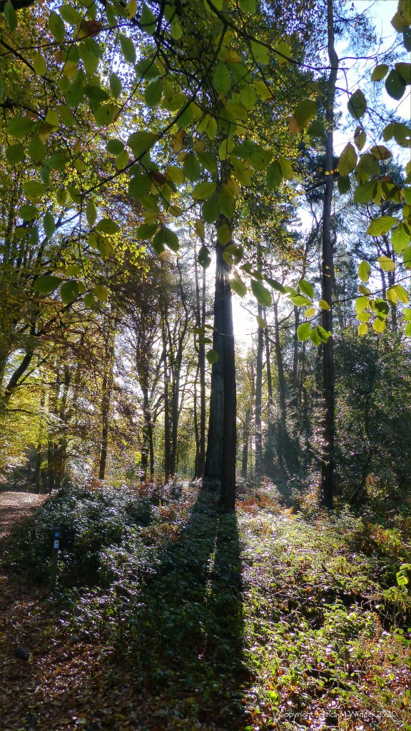 Picture from an autumn walk in Dorset woodland