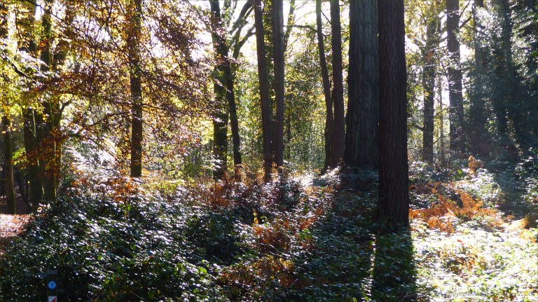 Picture from an autumn walk in Dorset woodland