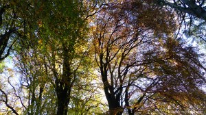 Picture from an autumn walk in Dorset woodland