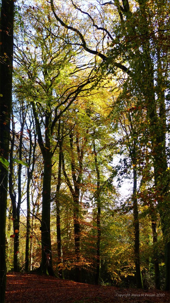 Picture from an autumn walk in Dorset woodland