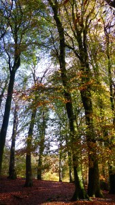 Picture from an autumn walk in Dorset woodland