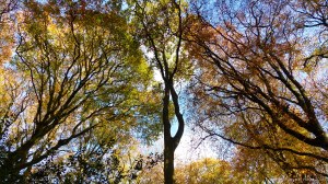 Picture from an autumn walk in Dorset woodland