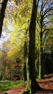 Picture from an autumn walk in Dorset woodland
