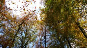 Picture from an autumn walk in Dorset woodland