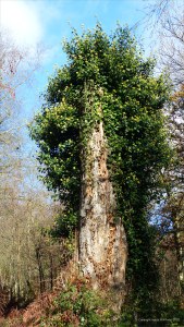 Picture from an autumn walk in Dorset woodland