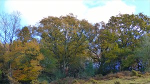 Picture from an autumn walk in Dorset woodland