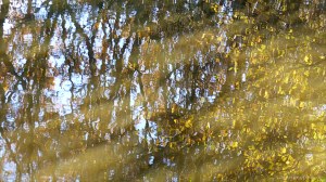 Autumn leaves reflected in water of a woodland pond