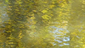 Autumn leaves reflected in water of a woodland pond