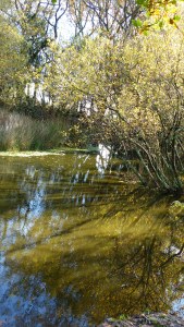 Autumn leaves reflected in water of a woodland pond