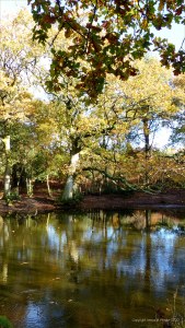 A pond in the woods in autumn