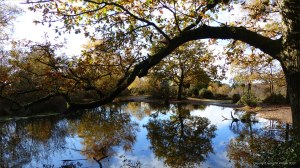 A pond in the woods in autumn
