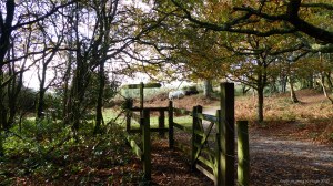 Picture with wild ponies from from an autumn walk in Dorset woodland