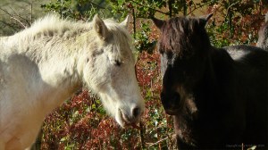 Picture with wild ponies from from an autumn walk in Dorset woodland