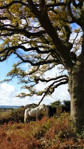 Picture with wild ponies from from an autumn walk in Dorset woodland