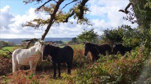 Picture with wild ponies from an autumn walk in Dorset woodland