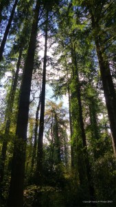 Picture with pine trees from an autumn walk in Dorset woodland