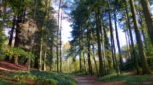 Picture with conifers from an autumn walk in Dorset woodland