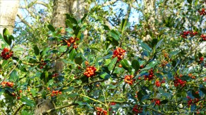 Picture with holly berries from an autumn walk in Dorset woodland