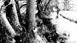 Black and white image of trees on a riverbank