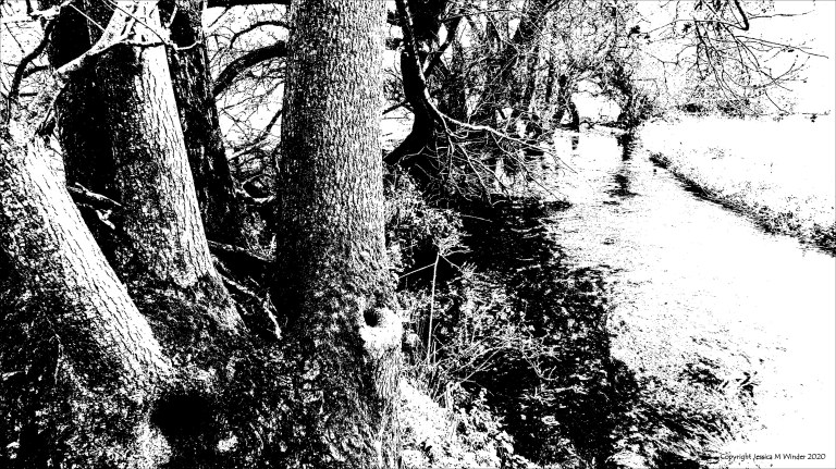 Black and white image of trees on a riverbank 