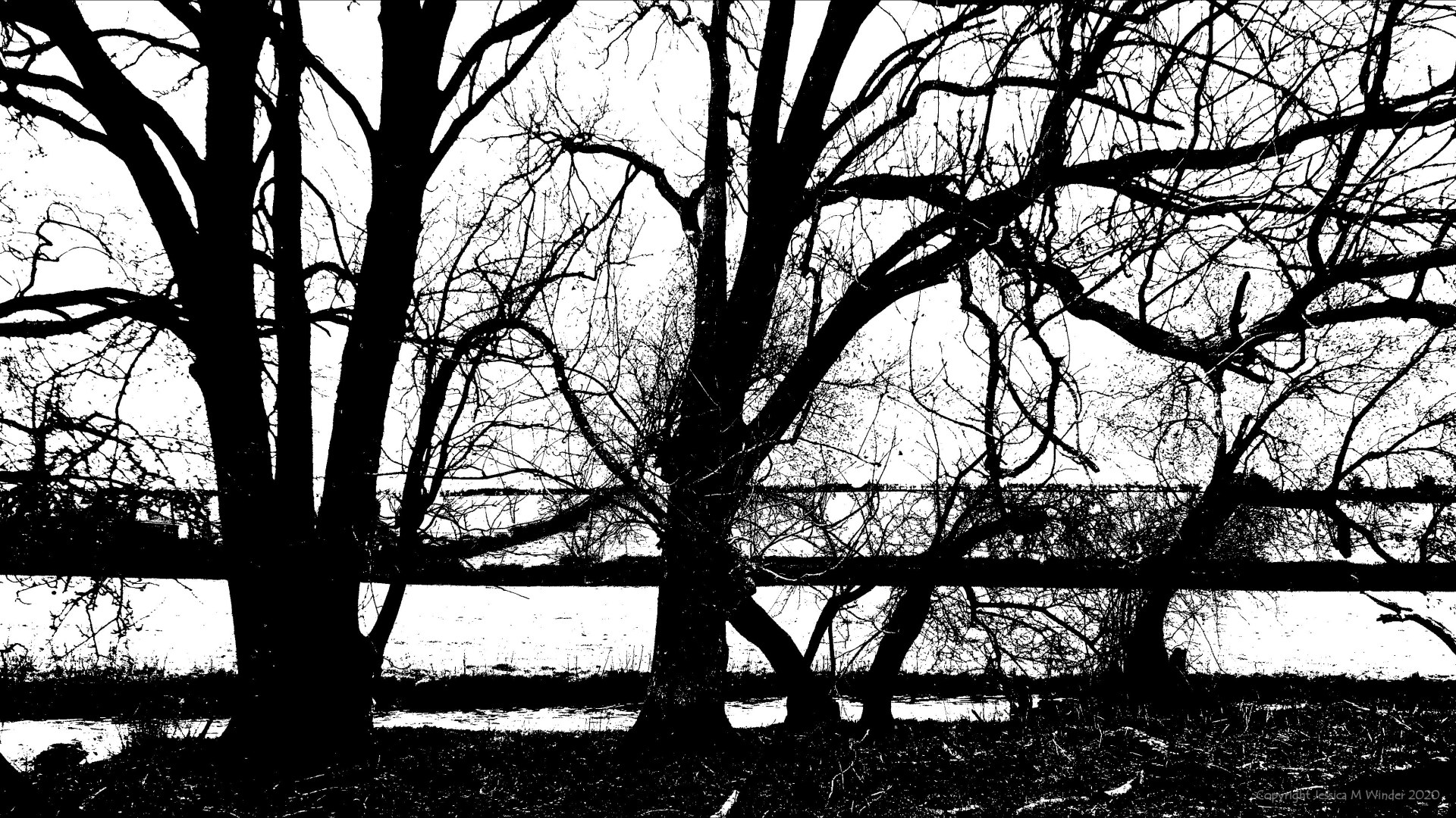 Black and white image of trees on a riverbank