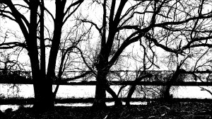 Black and white image of trees on a riverbank