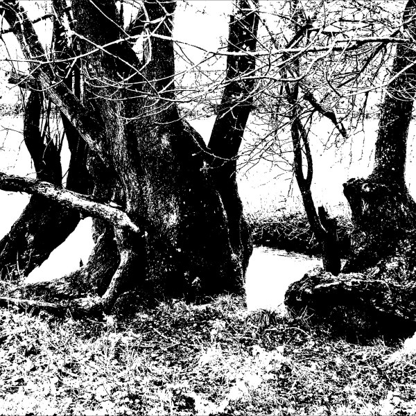 Black and white image of trees on a riverbank
