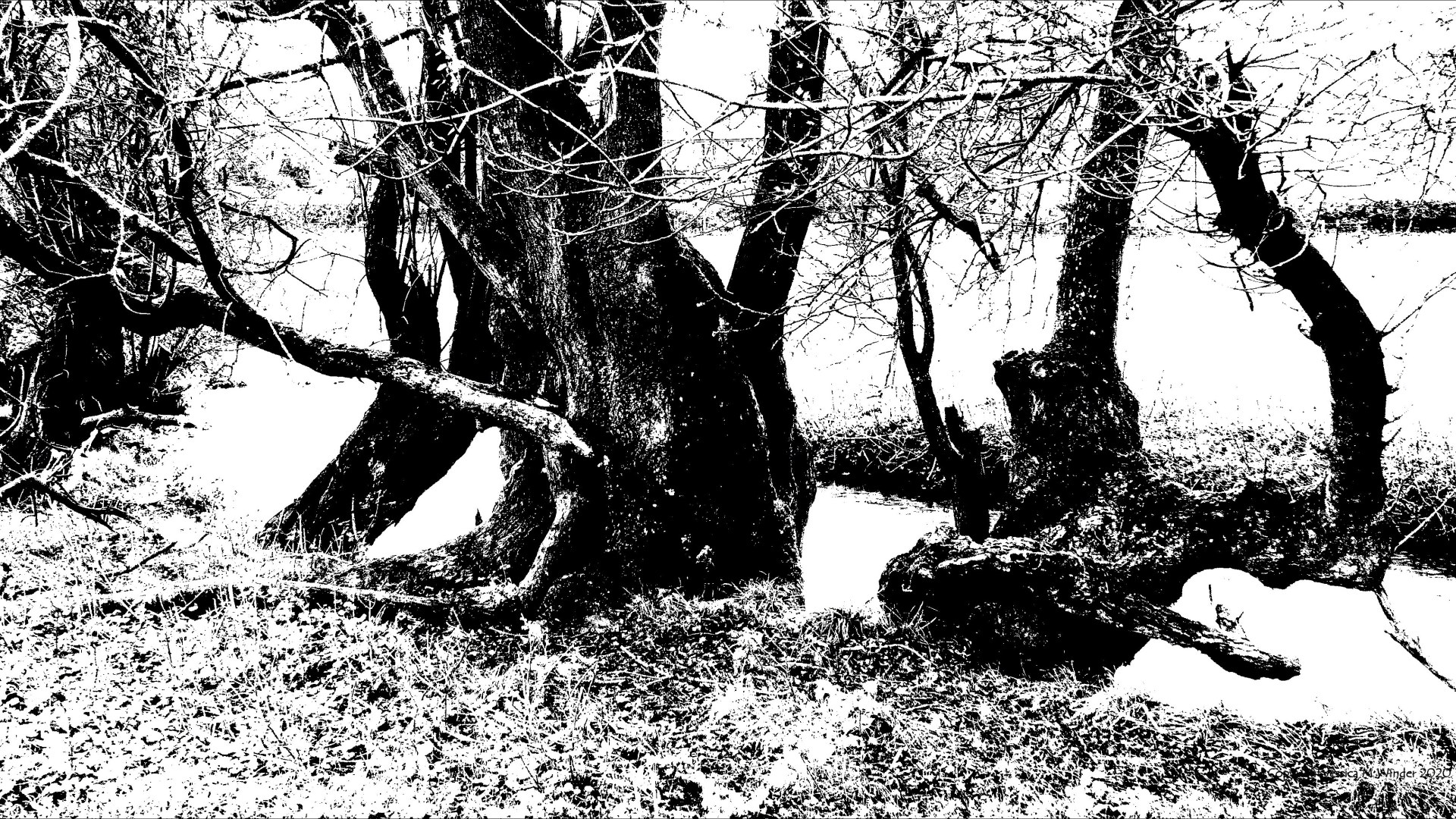 Black and white image of trees on a riverbank