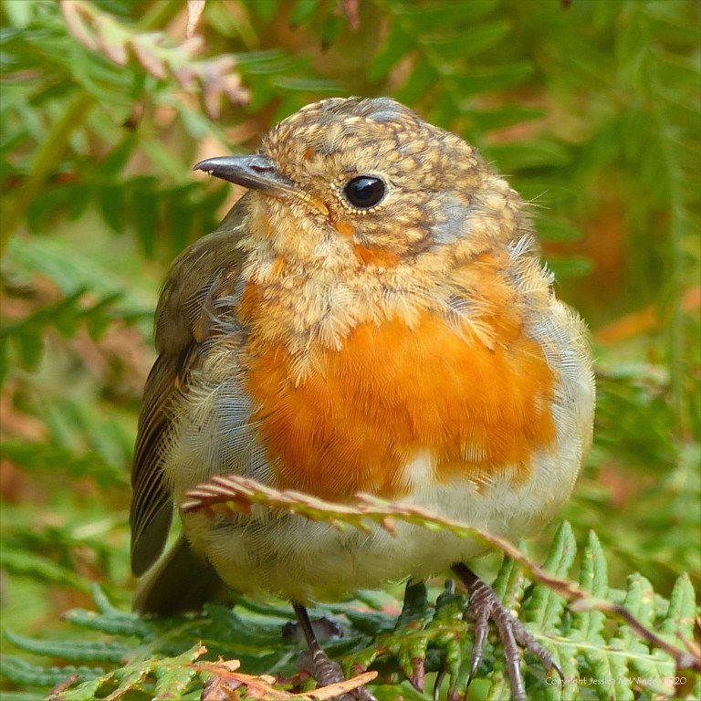 Young Robin