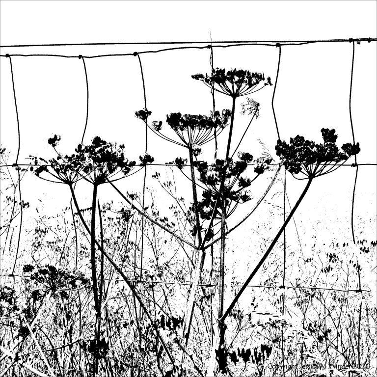Black and white image of field boundary plants