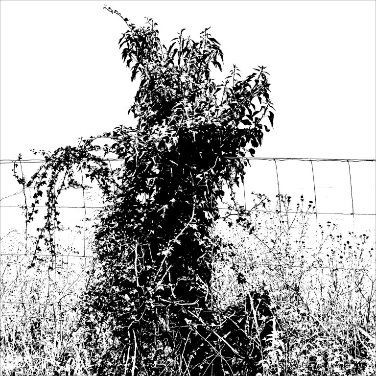 Black and white image of field boundary plants