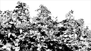 Black and white image of field boundary plants
