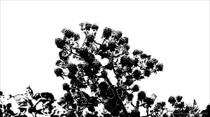 Black and white image of field boundary plants