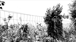 Black and white image of field boundary plants